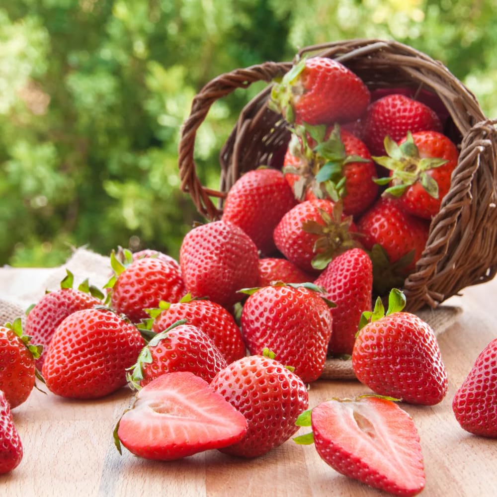 Mixrug 1003+ blueberry seeds for cool climates and edible plants.