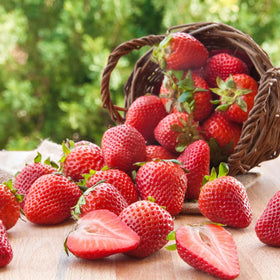 Mixrug 1003+ blueberry seeds for cool climates and edible plants.