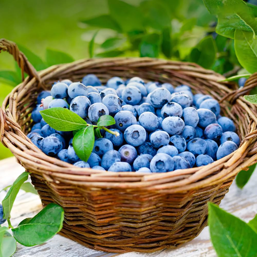 Mixrug 1003+ grape seeds support backyard vines and fruiting.