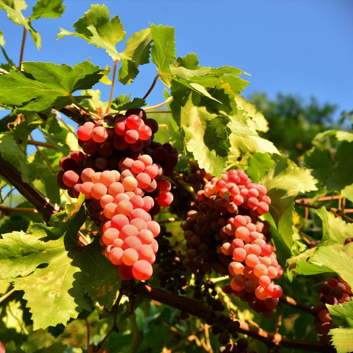 Mixrug 1003+ raspberry seeds ideal for beginner-friendly, rewarding harvests.