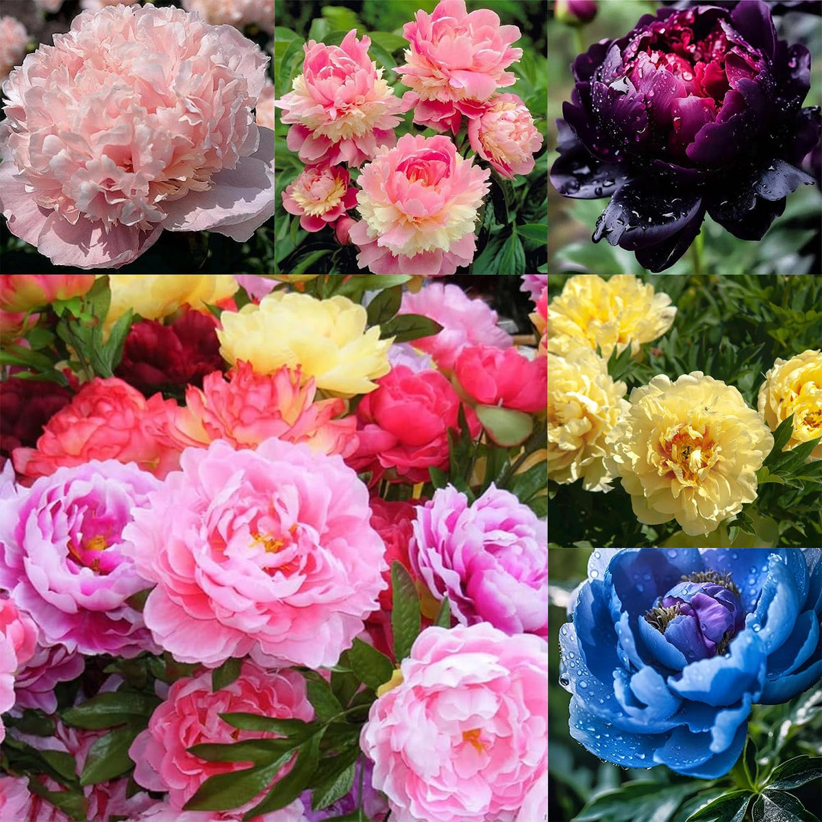 Mixrug 103+ double peony seeds packet front view for long-term garden planning and vibrant color.