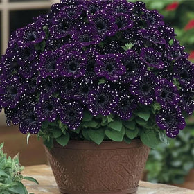 Mixrug petunia vines with 12-18 inch spread for lively vertical interest