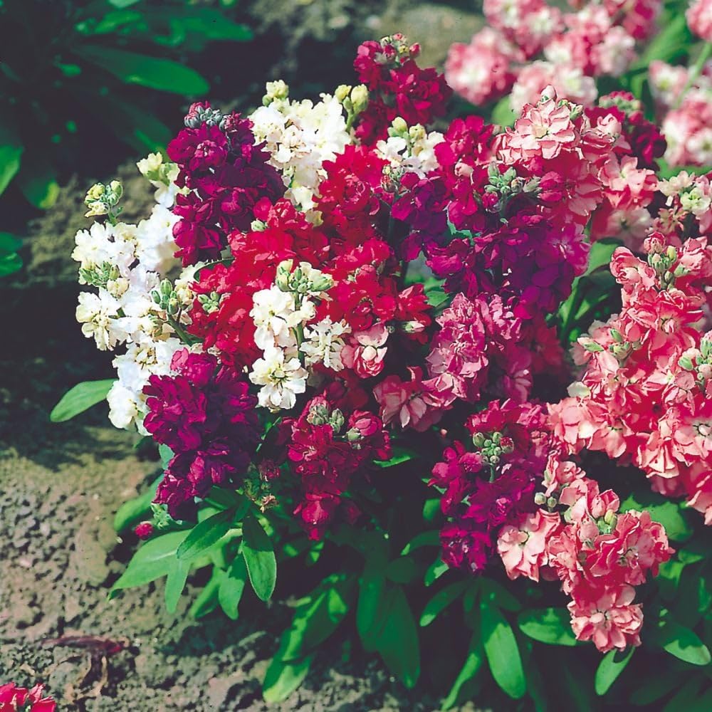 Butterflies attracted to Mixrug 207+ stock flowers in a garden setting