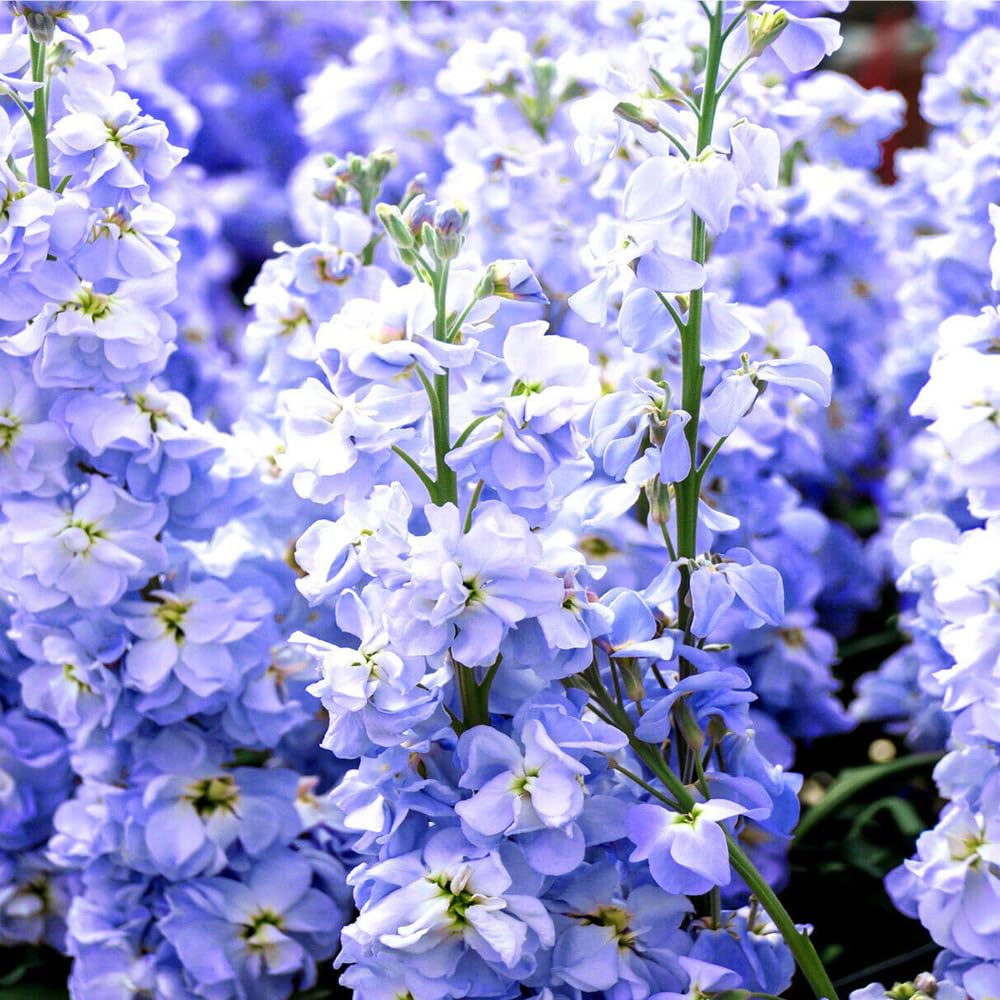 Color mix blooms in purple, pink, white, and cream from Mixrug 207+ seeds