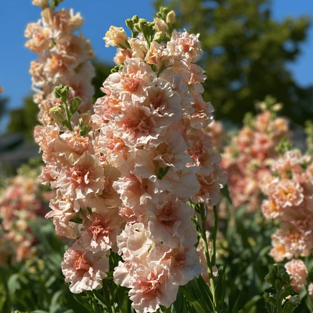 Stems of Mixrug 207+ stock suitable for long-lasting cut flower arrangements