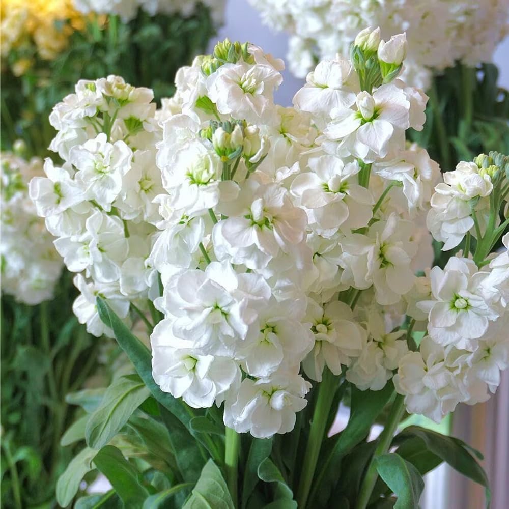 Dense planting of Mixrug 207+ stock for vibrant garden impact