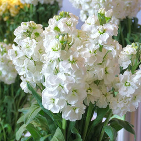 Dense planting of Mixrug 207+ stock for vibrant garden impact