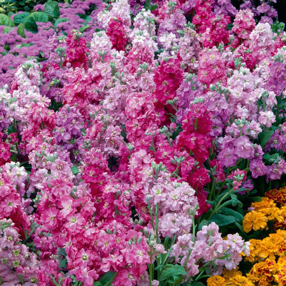 Close-up of Mixrug 207+ fragrant stock blooms for aromatic borders