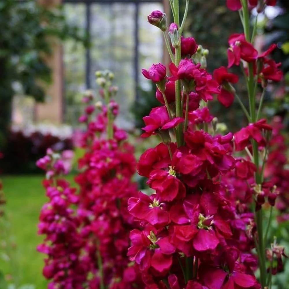Long-lasting arrangements using Mixrug 207+ stock stems