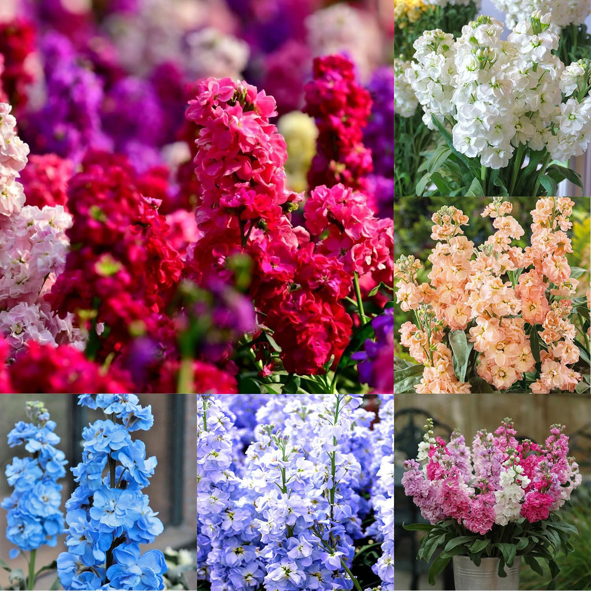 Mixrug 207+ mixed double stock seeds pack showing diverse colors for garden displays