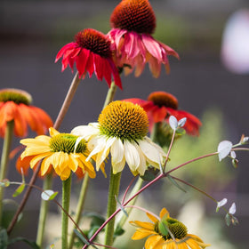 Mixrug 300+ coneflowers attract butterflies, boosting pollinator activity in home gardens.