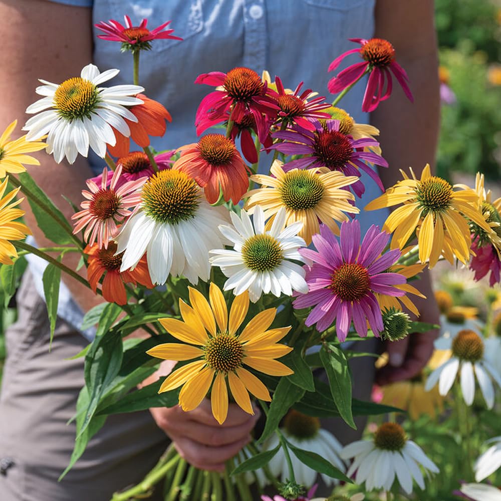 Mixrug 300+ coneflowers bloom in sun-filled borders, adding durable color to outdoor spaces.
