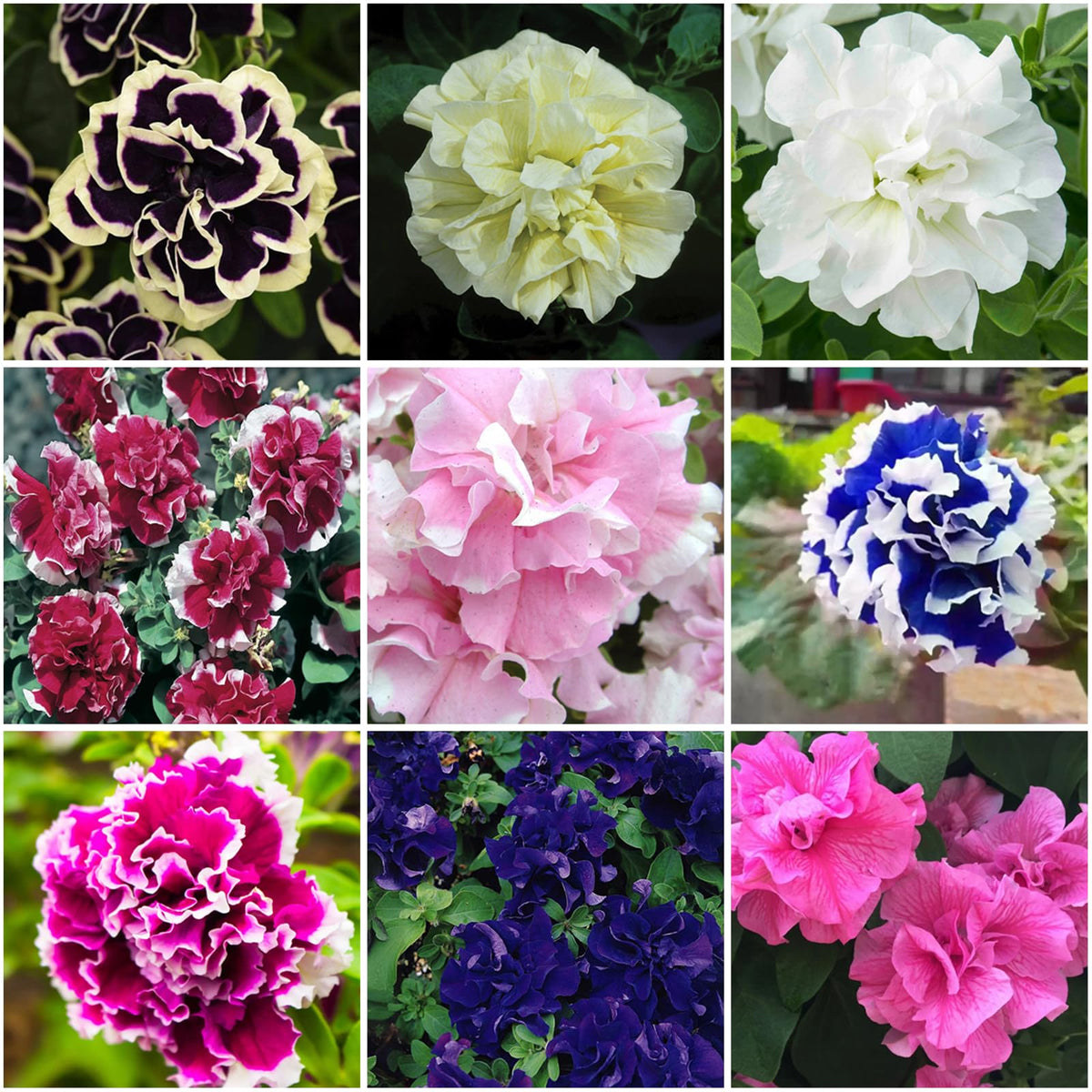 Mixrug 300+ Double Petunia Seeds pack front view for easy home gardening