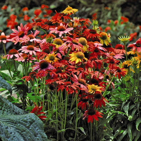 Mixrug 300+ Echinacea seeds germinating in moist soil supports early healthy sprouts.