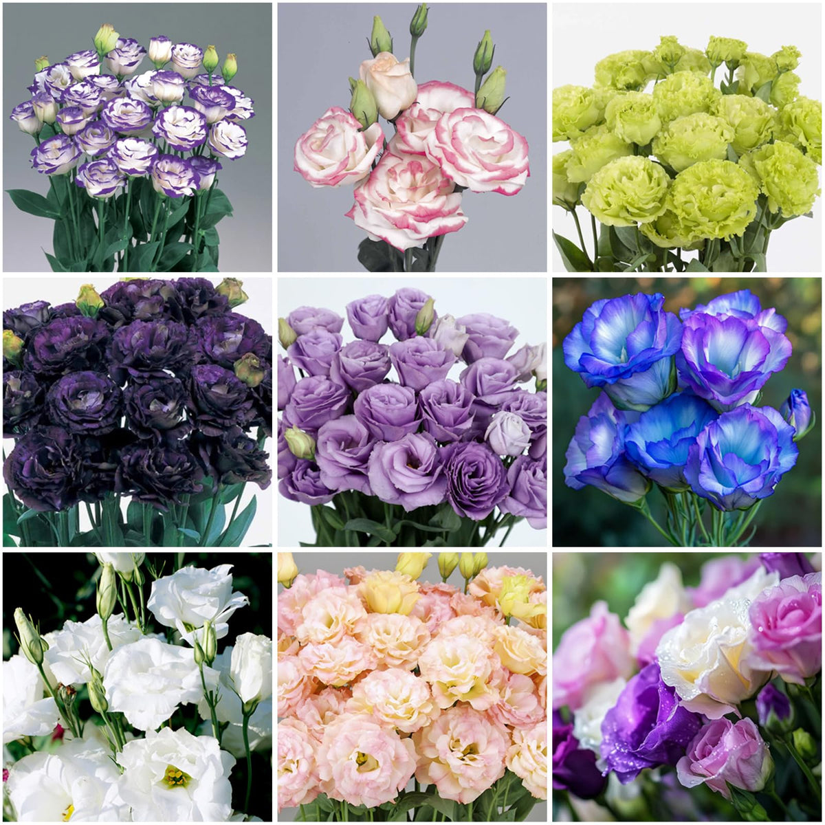 Mixrug lisianthus seeds pack for vibrant annual blooms in borders