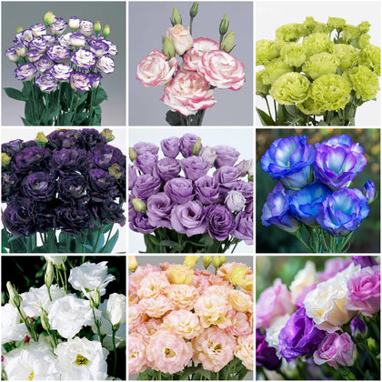 Mixrug lisianthus seeds pack for vibrant annual blooms in borders