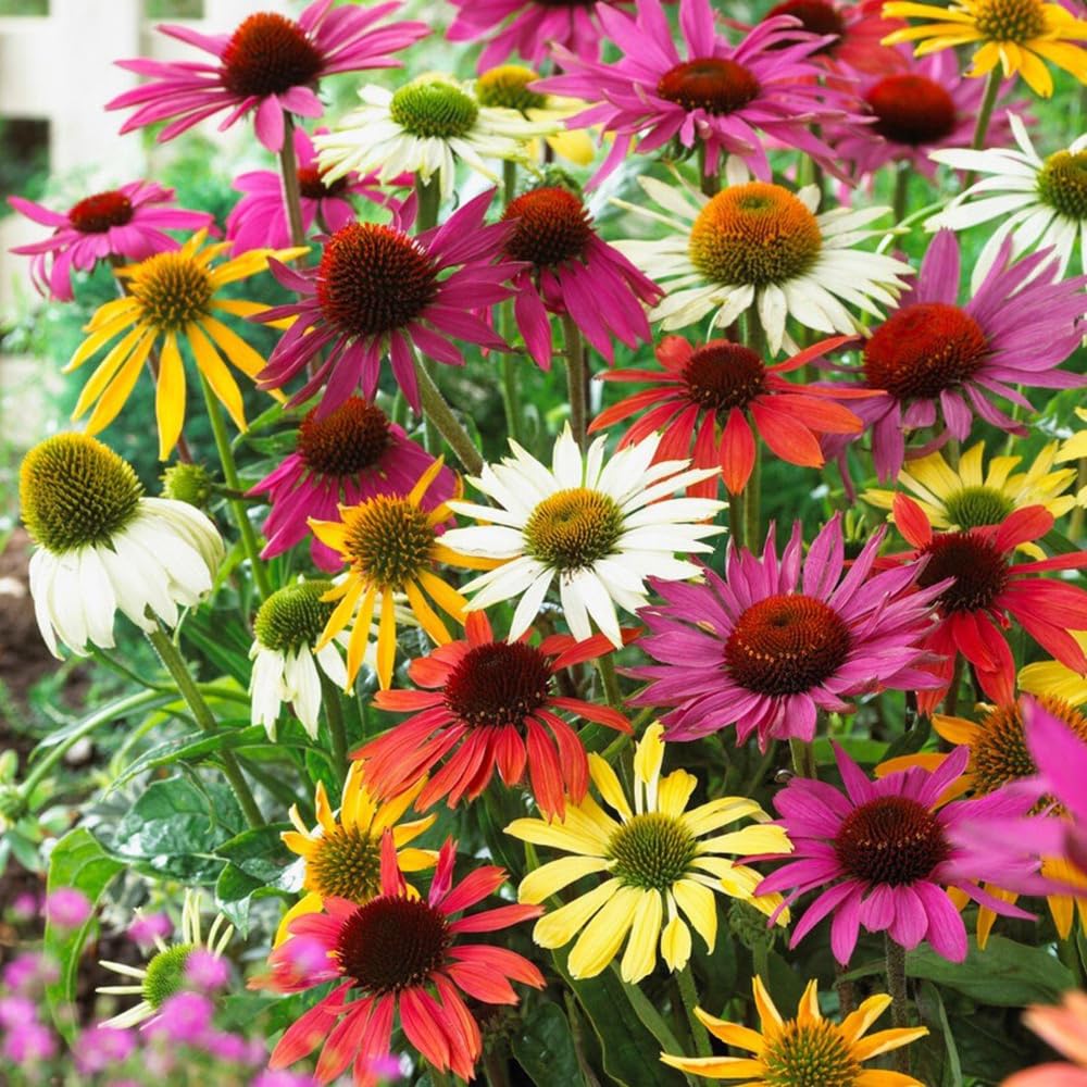 Mixrug 300+ mixed color Echinacea seeds pack ready for sowing to brighten the garden.