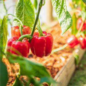 Mixrug seed packet shown on table for organic garden planning