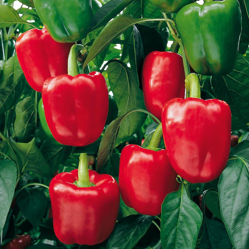 Mixrug sweet pepper seeds packet beside fresh peppers for salads
