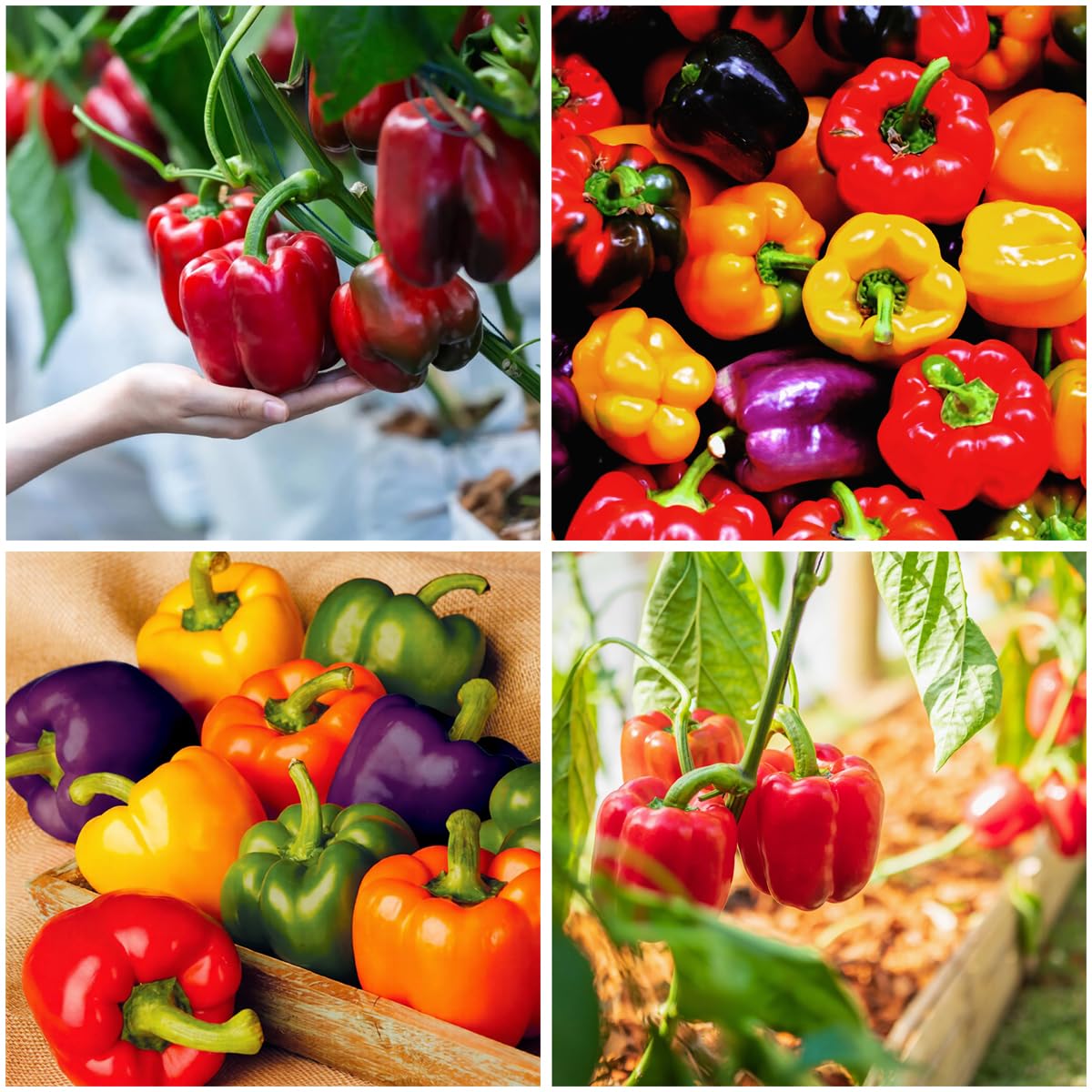 Mixrug 300+ sweet bell pepper seeds packet for home garden harvests