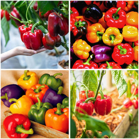 Mixrug 300+ sweet bell pepper seeds packet for home garden harvests