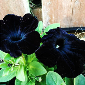 Mixrug 300pcs black petunia seeds ready for planting and year-round garden color.