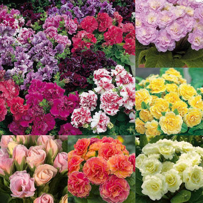 Mixrug 302 mixed perennial primrose seeds packet showing early color for beds and containers