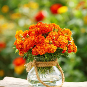 Mixrug 499+ Mixed marigolds bright border display across garden beds