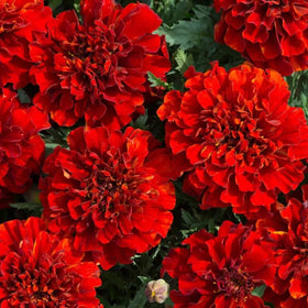 Mixrug 499+ Dwarf African Marigold bloom adds compact color for borders and fresh-cut arrangements