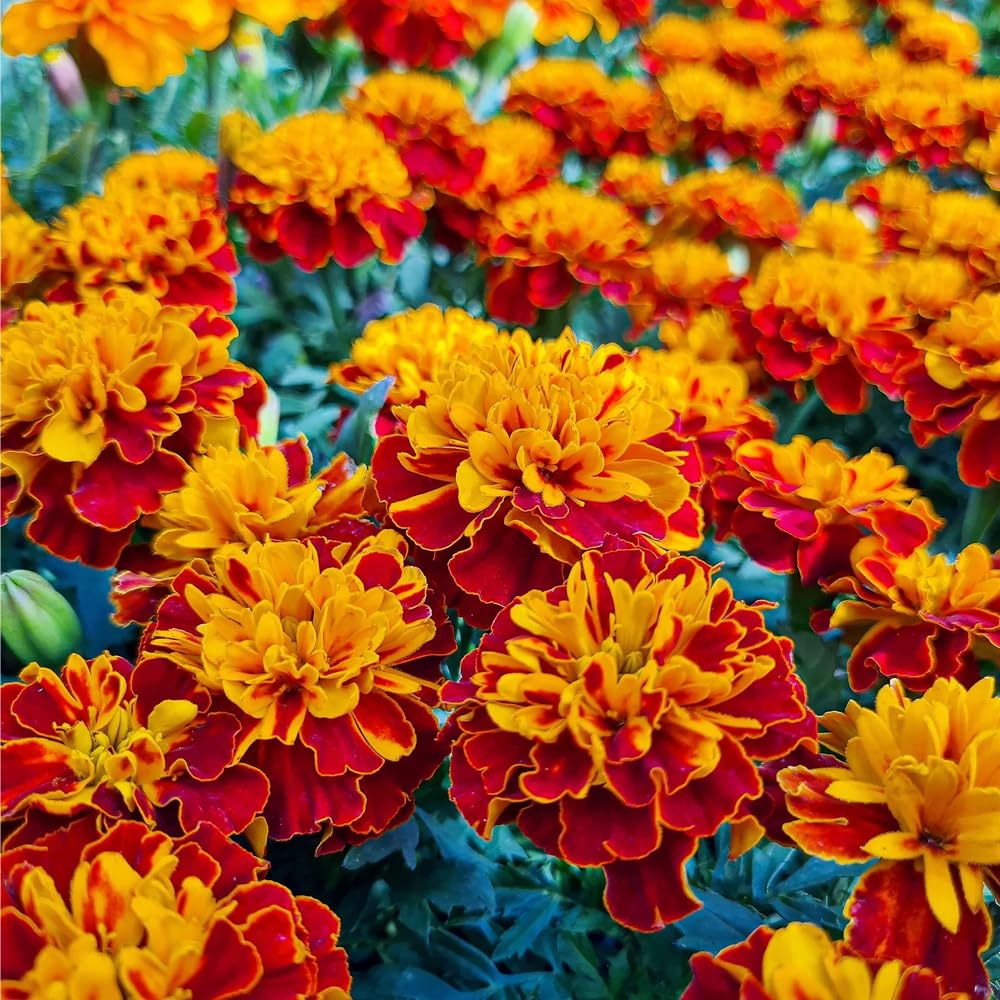 Mixrug 499+ Heat-tolerant annuals thrive in full sun