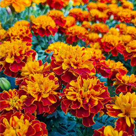 Mixrug 499+ Heat-tolerant annuals thrive in full sun