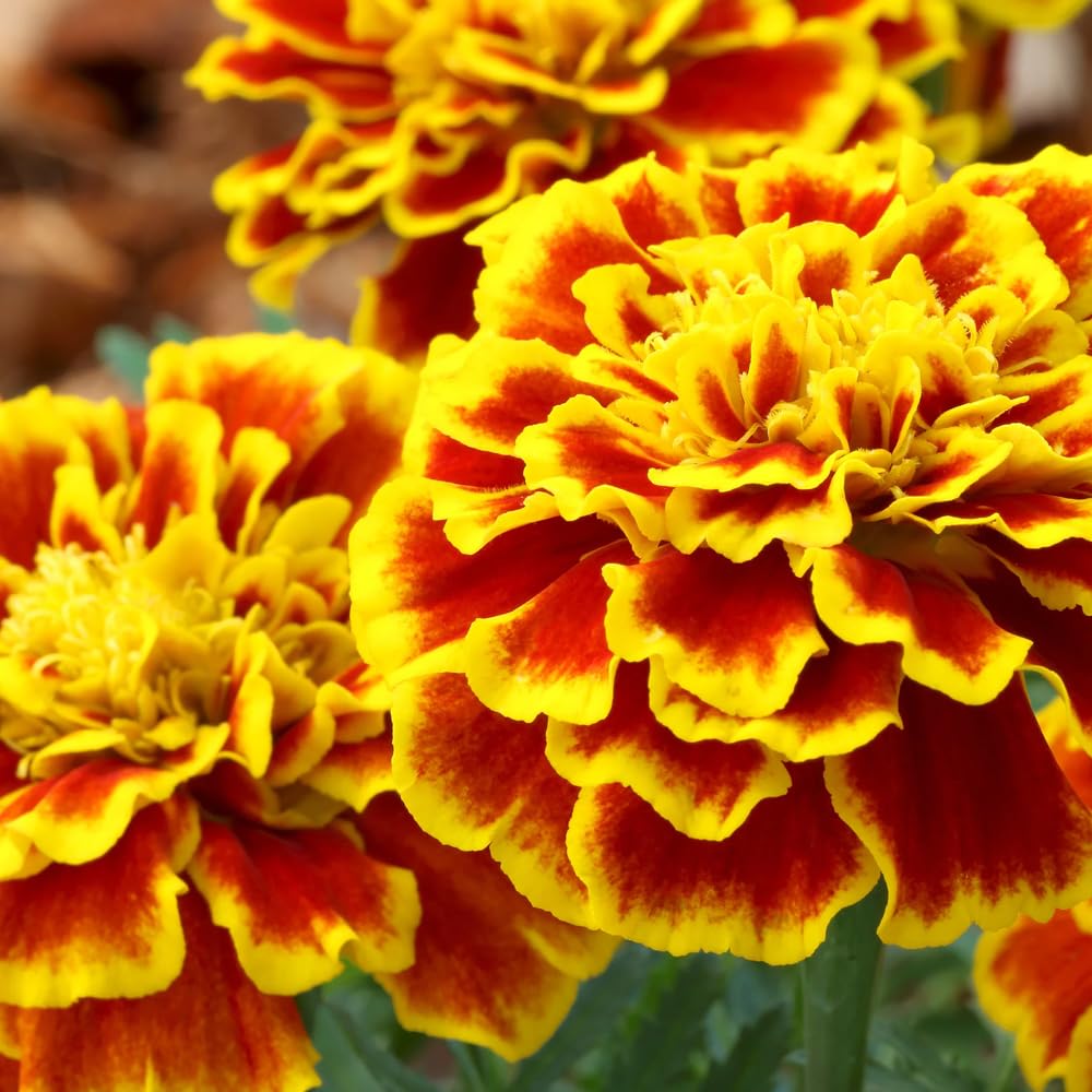 Mixrug 499+ Marigolds offer long vase life for cut arrangements