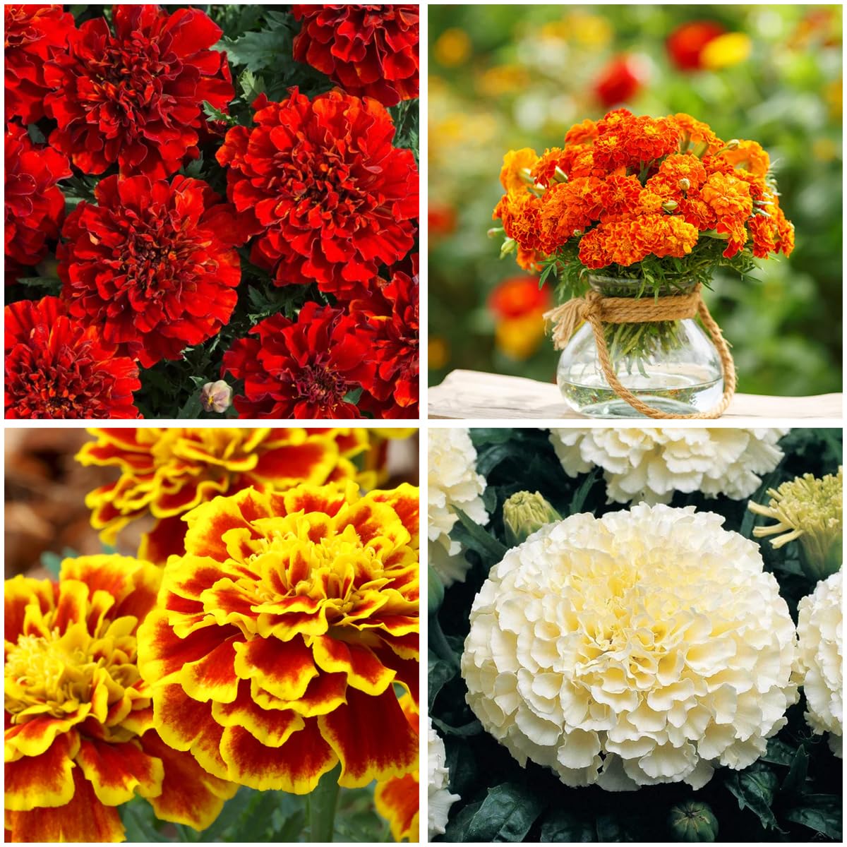 Mixrug 499+ Mixed French Marigold seeds seed pack for diverse blooms and easy gardening
