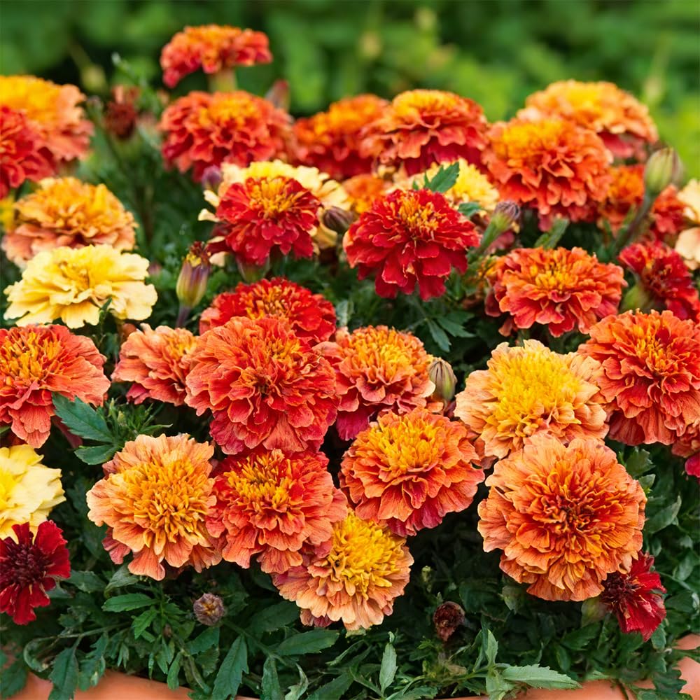 Mixrug 499+ Attracts pollinators while adding color to outdoor beds