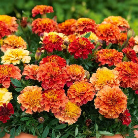Mixrug 499+ Attracts pollinators while adding color to outdoor beds