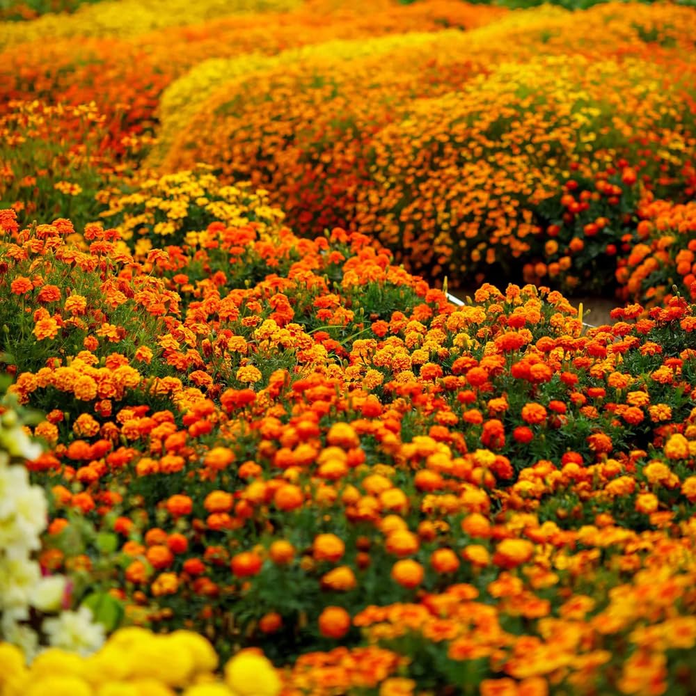Mixrug 499+ Vibrant warm color mix for bold garden scenes