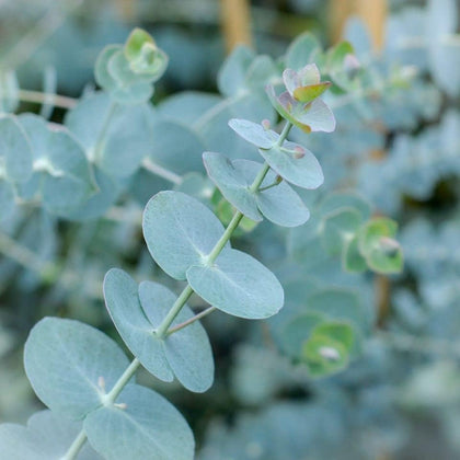 Mixrug 50+ organic eucalyptus seeds seed packet for simple home planting