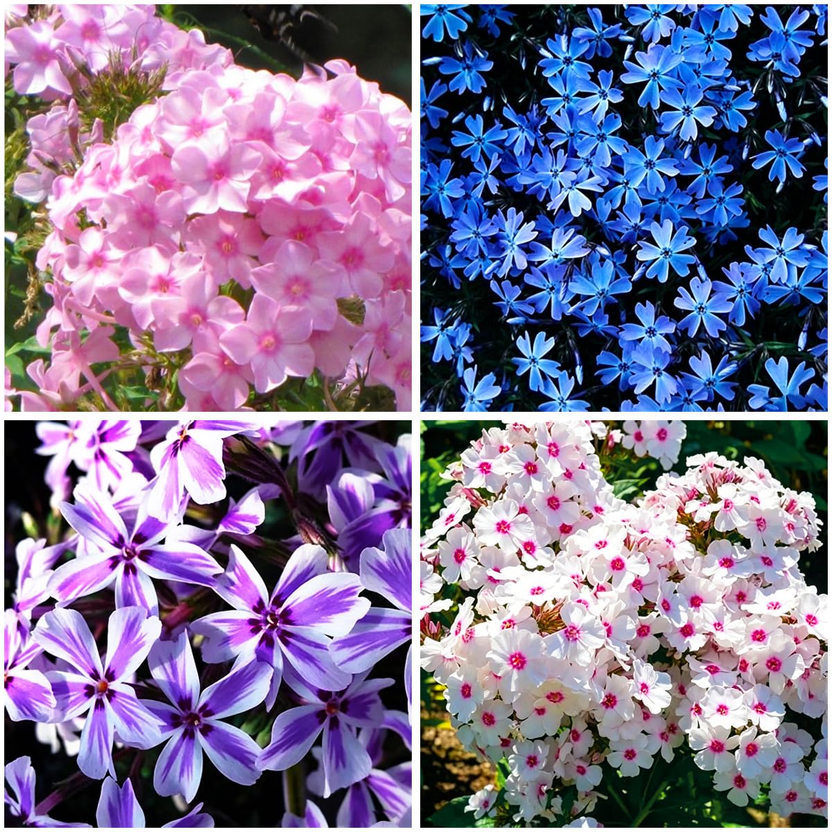 Mixrug creeping dwarf phlox seeds pack showing mixed colors for vibrant ground cover borders.