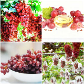 Mixrug 50-plus organic red grape seeds packet for home planting, beginner-friendly.