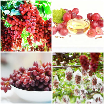 Mixrug 50-plus organic red grape seeds packet for home planting, beginner-friendly.