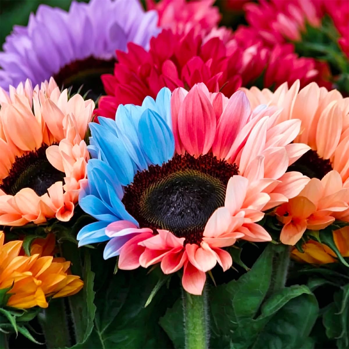 Mixrug 75+ Teddy Bear sunflower seeds packet showing guaranteed quantity for planting