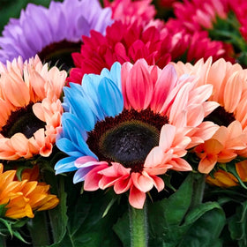 Mixrug 75+ Teddy Bear sunflower seeds packet showing guaranteed quantity for planting