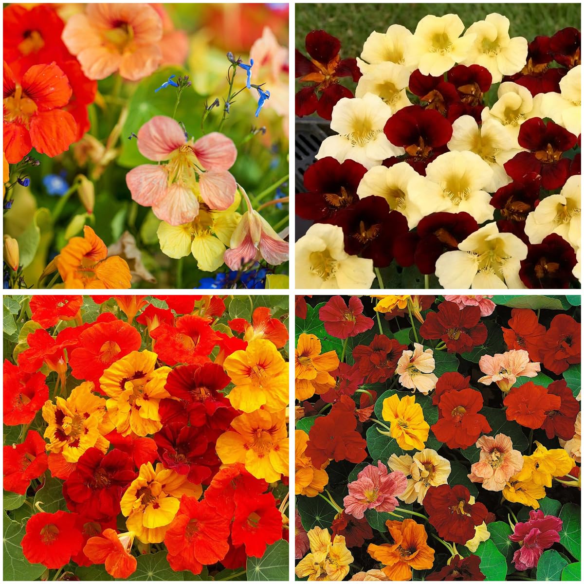 Mixrug 99+ nasturtium seeds in mixed colors for vibrant outdoor beds