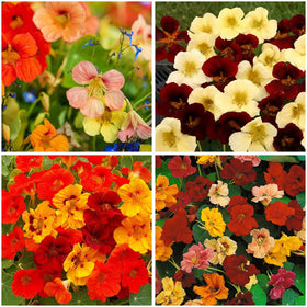 Mixrug 99+ nasturtium seeds in mixed colors for vibrant outdoor beds