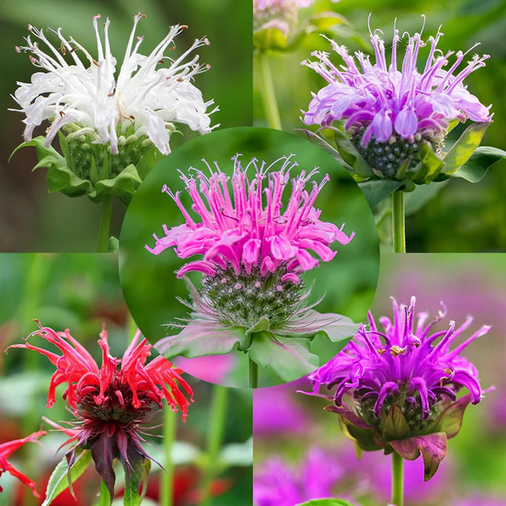 Mixrug 998+ Monarda seeds pack for a vibrant perennial display.