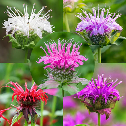 Mixrug 998+ Monarda seeds pack for a vibrant perennial display.
