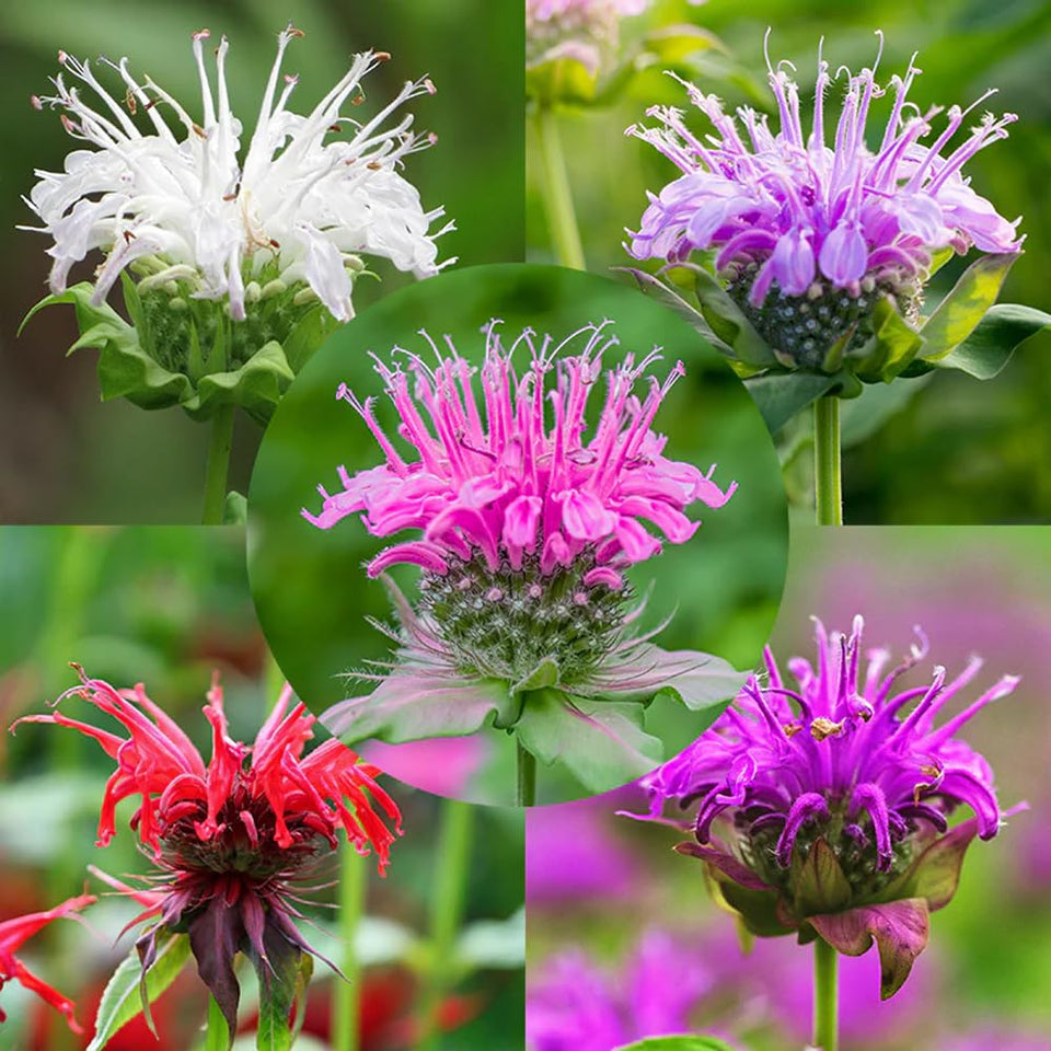 Mixrug 998+ Monarda seeds pack for a vibrant perennial display.