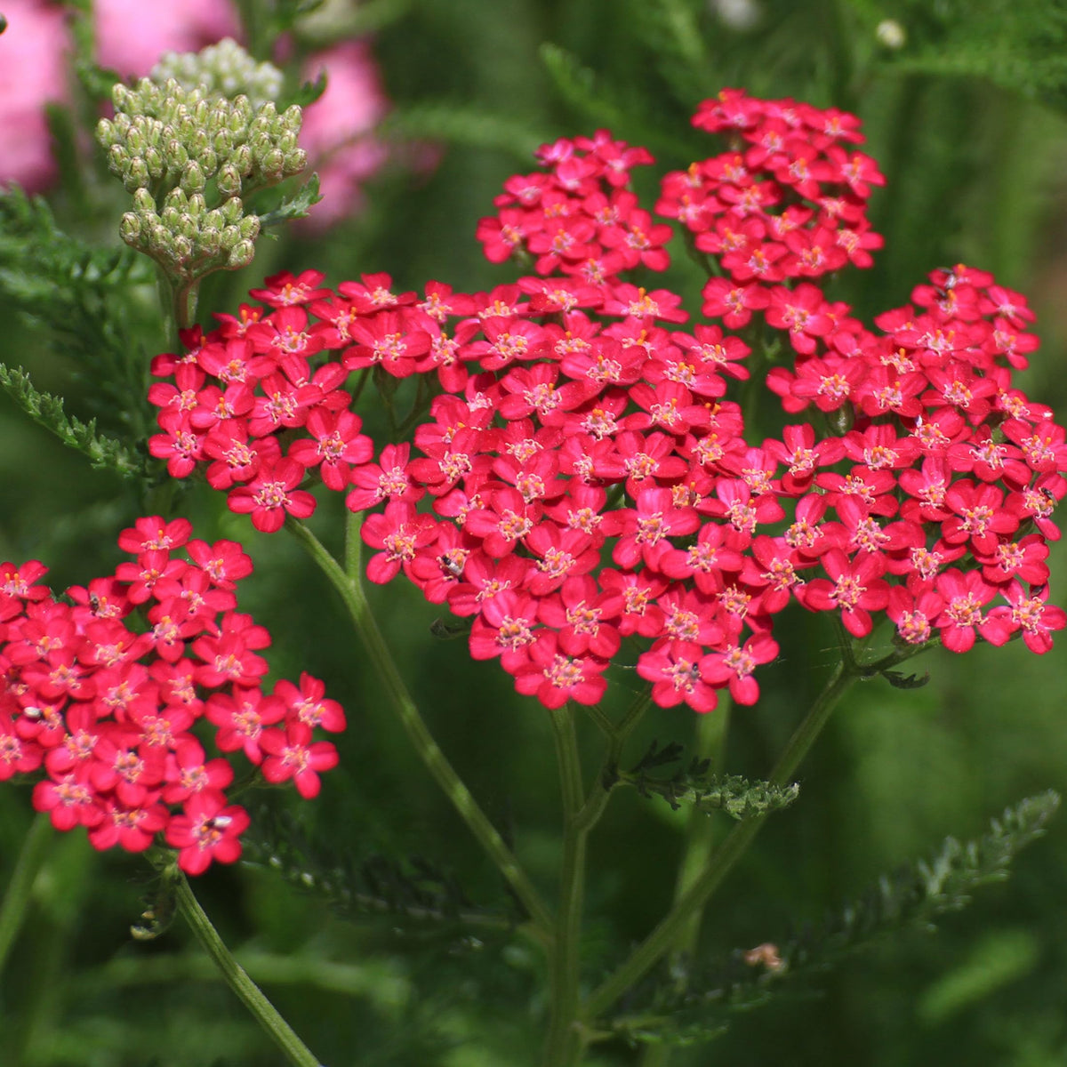 Mixrug Achillea millefolium blooms in vibrant clusters brightening borders.