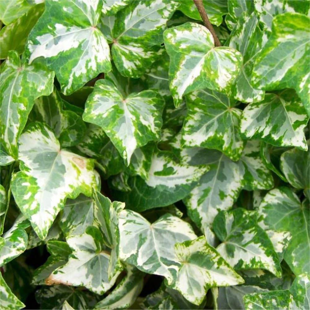Mixrug ivy seeds adapt from shade to sun across USDA zones 5–11