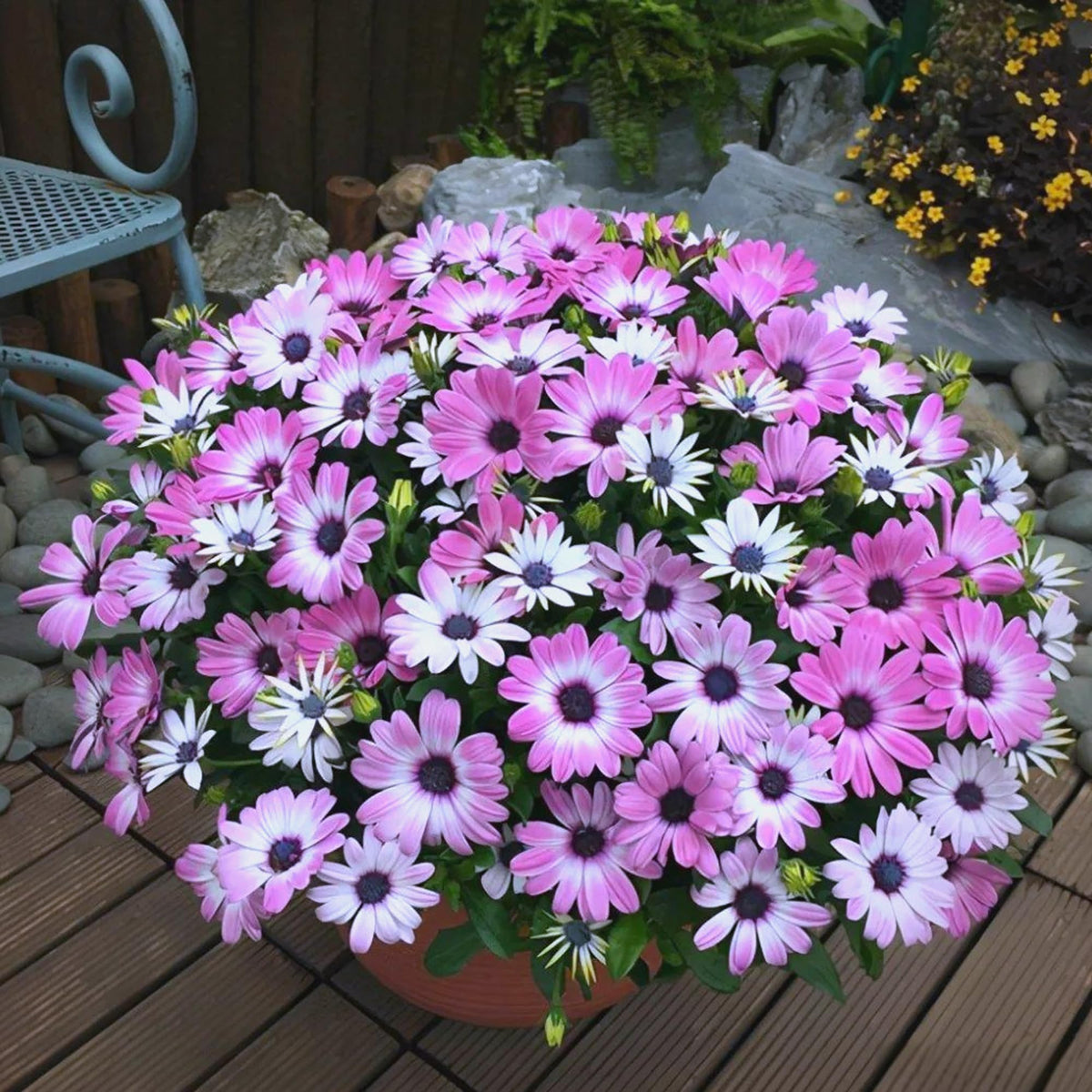 Mixrug African Daisy seeds 148pcs pack, back view with labeling for easy reference.